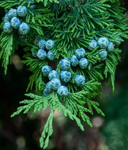 Natural Essential Oils